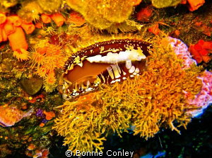 North Atlantic Thorny Oyster seen on a wreck in Freeport ... by Bonnie Conley 